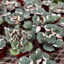 Load image into Gallery viewer, Variegated Strawberry Begonia (Saxifraga stolonifera variegata)
