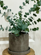 Load image into Gallery viewer, Glacier Eucalyptus
