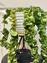 Load image into Gallery viewer, Hoya Hindu Rope (Hoya Carnosa Compacta)
