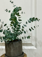 Load image into Gallery viewer, Glacier Eucalyptus
