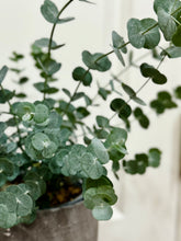 Load image into Gallery viewer, Glacier Eucalyptus
