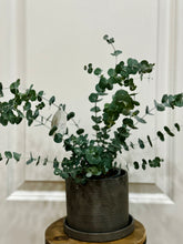 Load image into Gallery viewer, Glacier Eucalyptus
