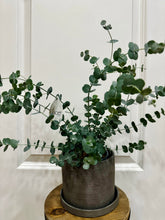 Load image into Gallery viewer, Glacier Eucalyptus
