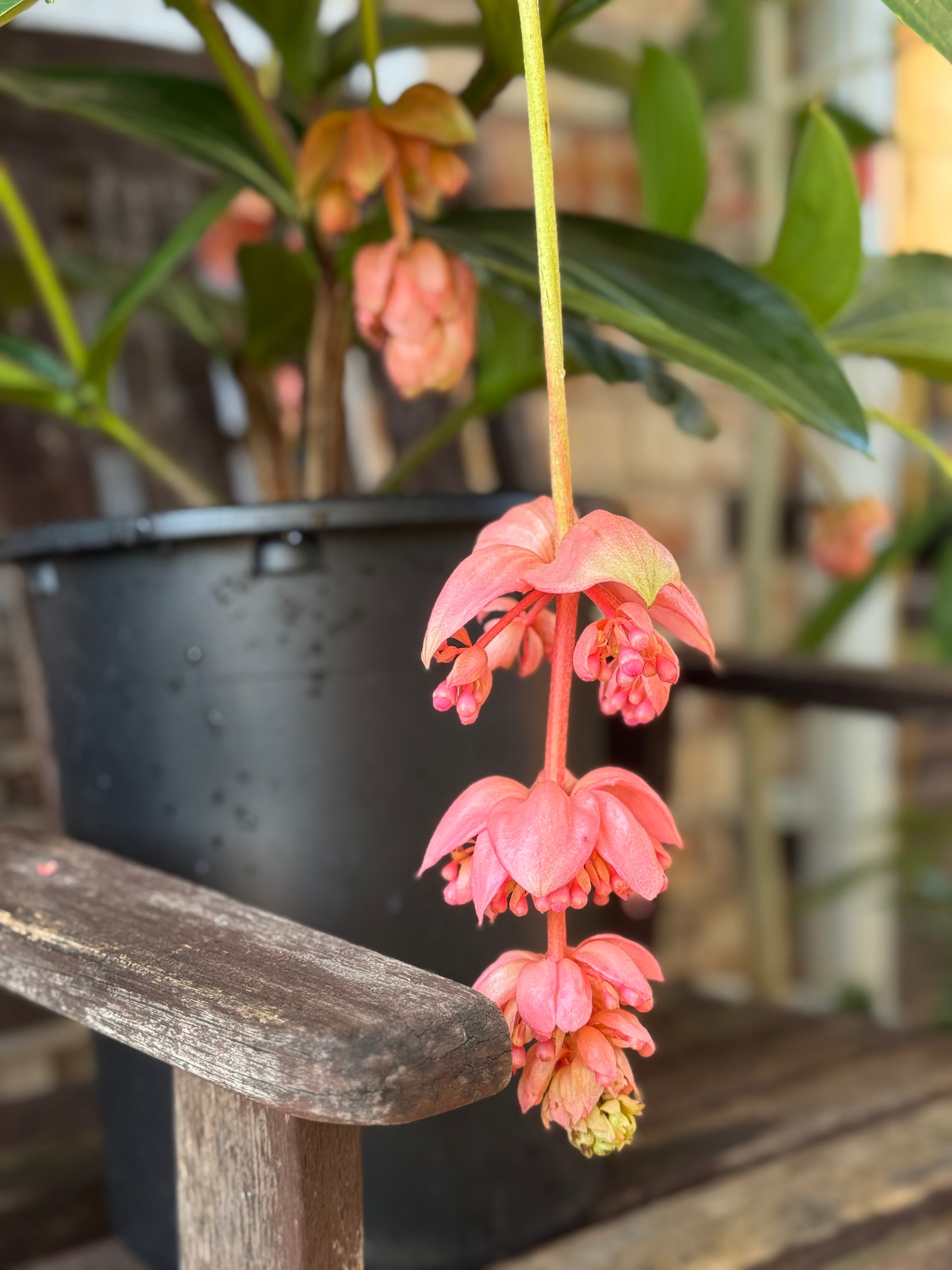 medinilla succulents Medinilla Magnifica