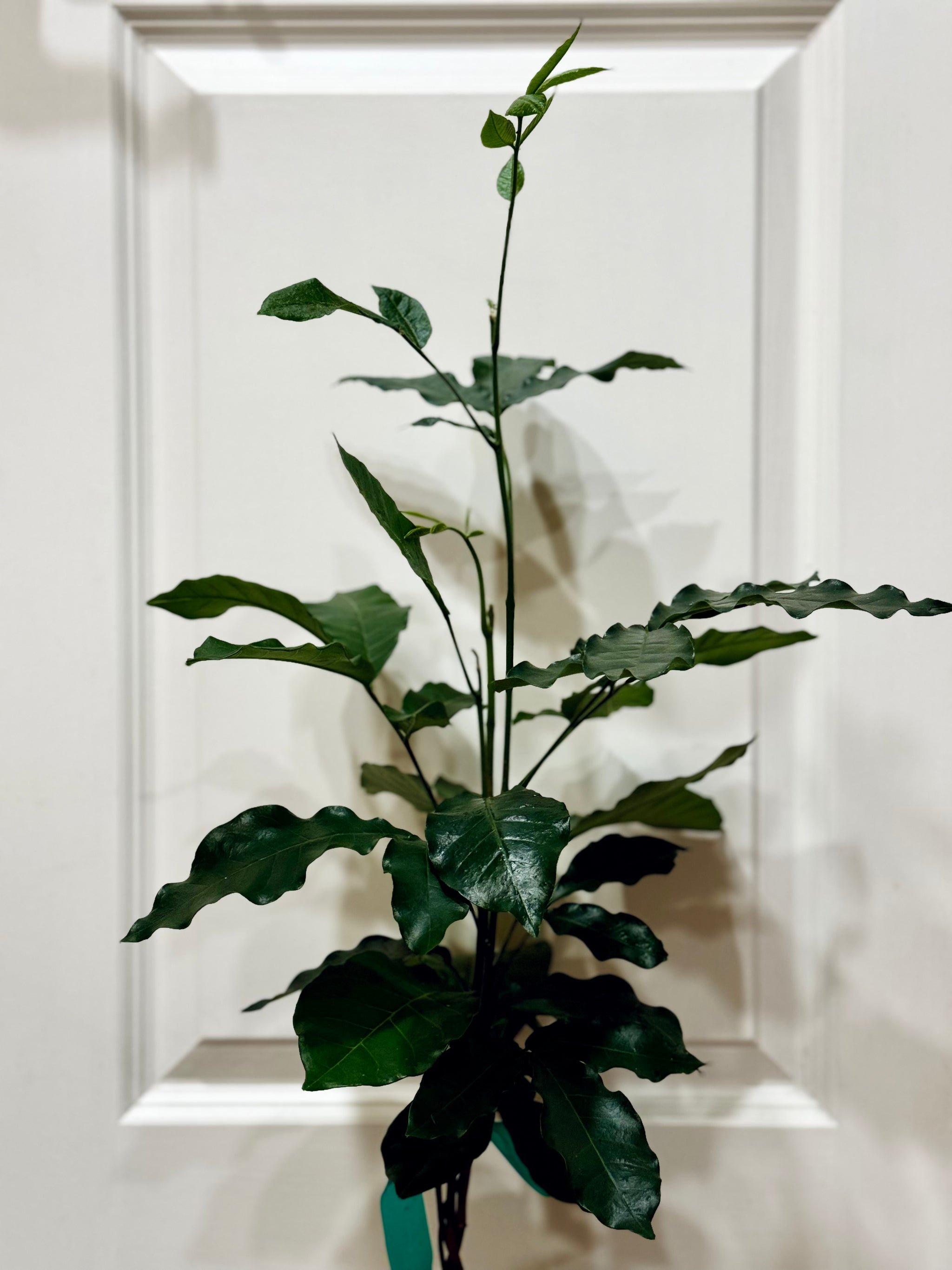 mahogany house plant Natal mahogany (Trichilia emetica) – Happy Sunrize