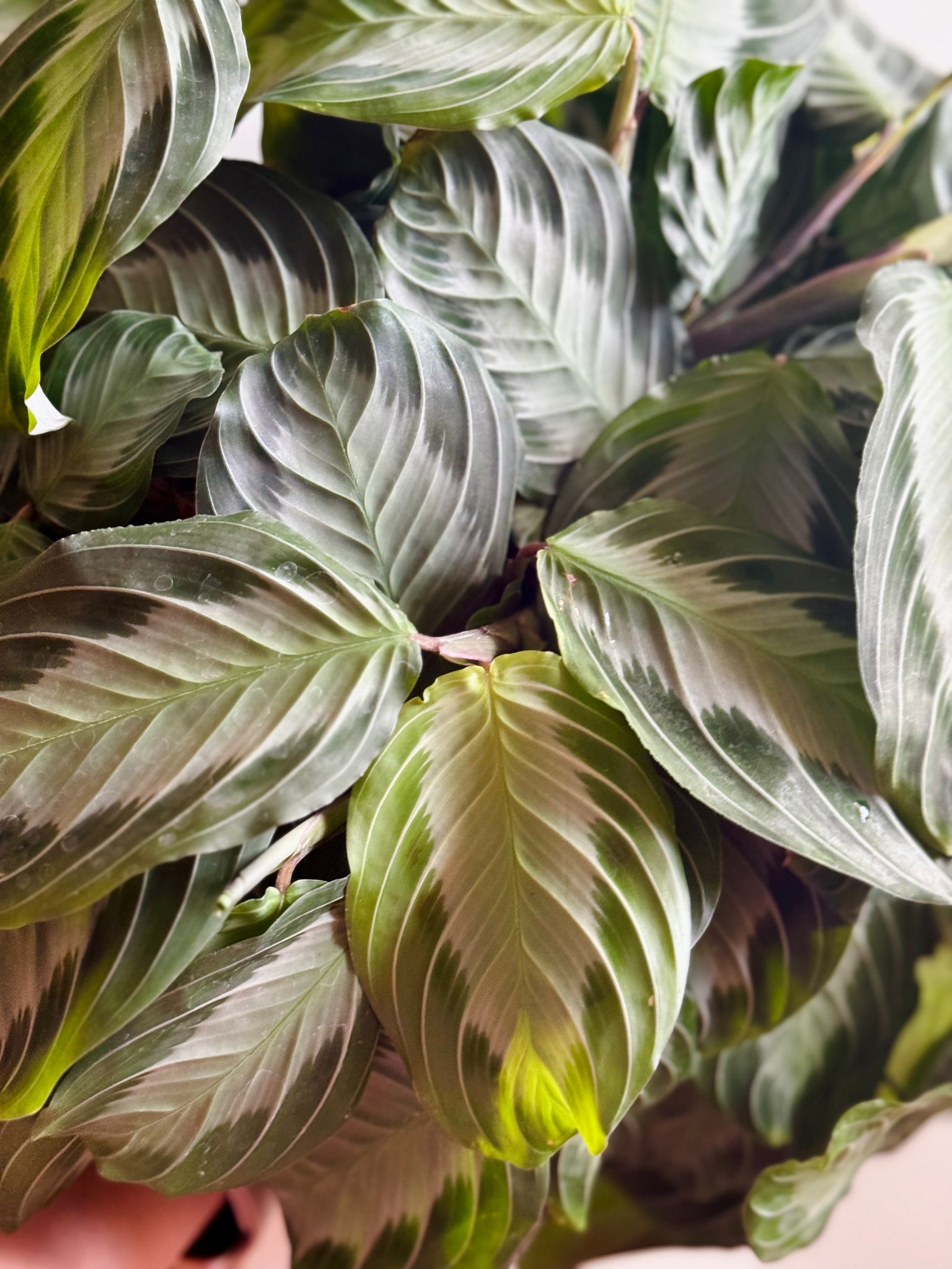 prayer plant silver band Silver Band Prayer Plant (Leuconeura Maranta Silver Band) – Happy Sunrize