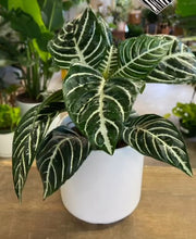 Load image into Gallery viewer, Zebra Plant (Aphelandra Squarrosa)
