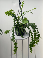 Load image into Gallery viewer, Ric Rac Cactus (Epiphyllum anguliger)
