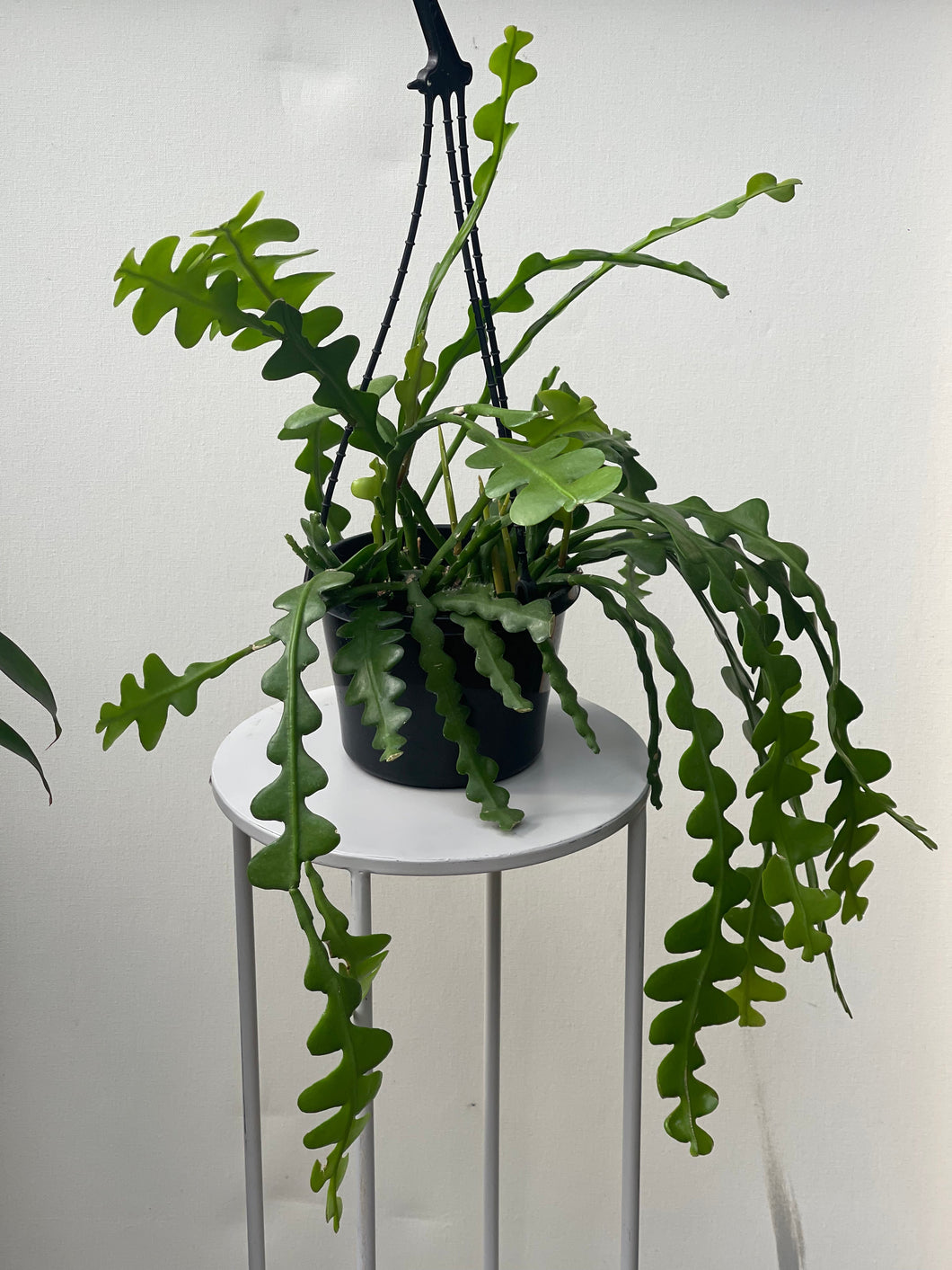 Ric Rac Cactus (Epiphyllum anguliger)