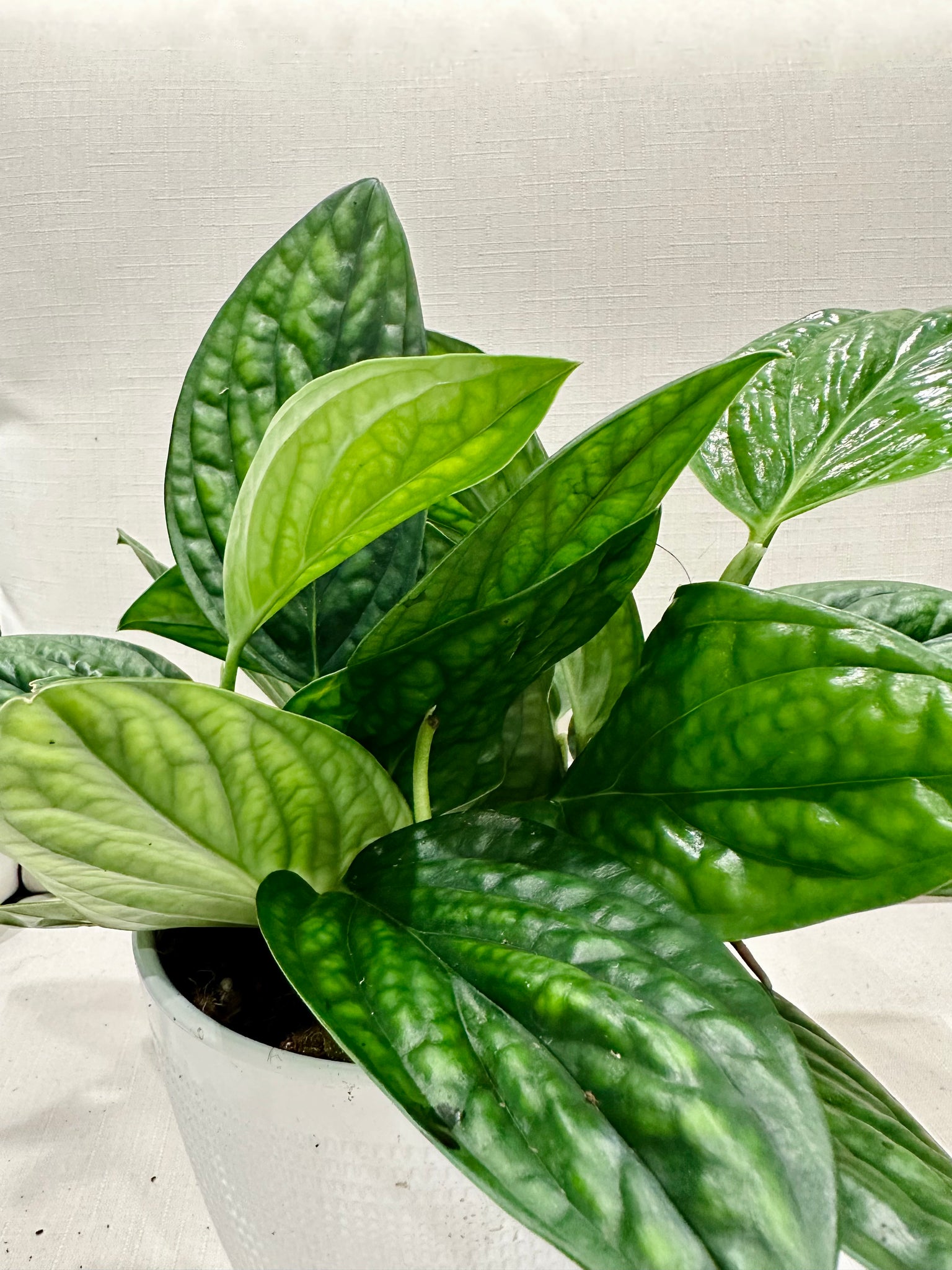 buy monstera peru Monstera Karstenianum Peru | 4" Pot