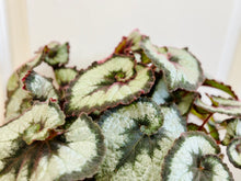 Load image into Gallery viewer, Escargots Rex Begonias
