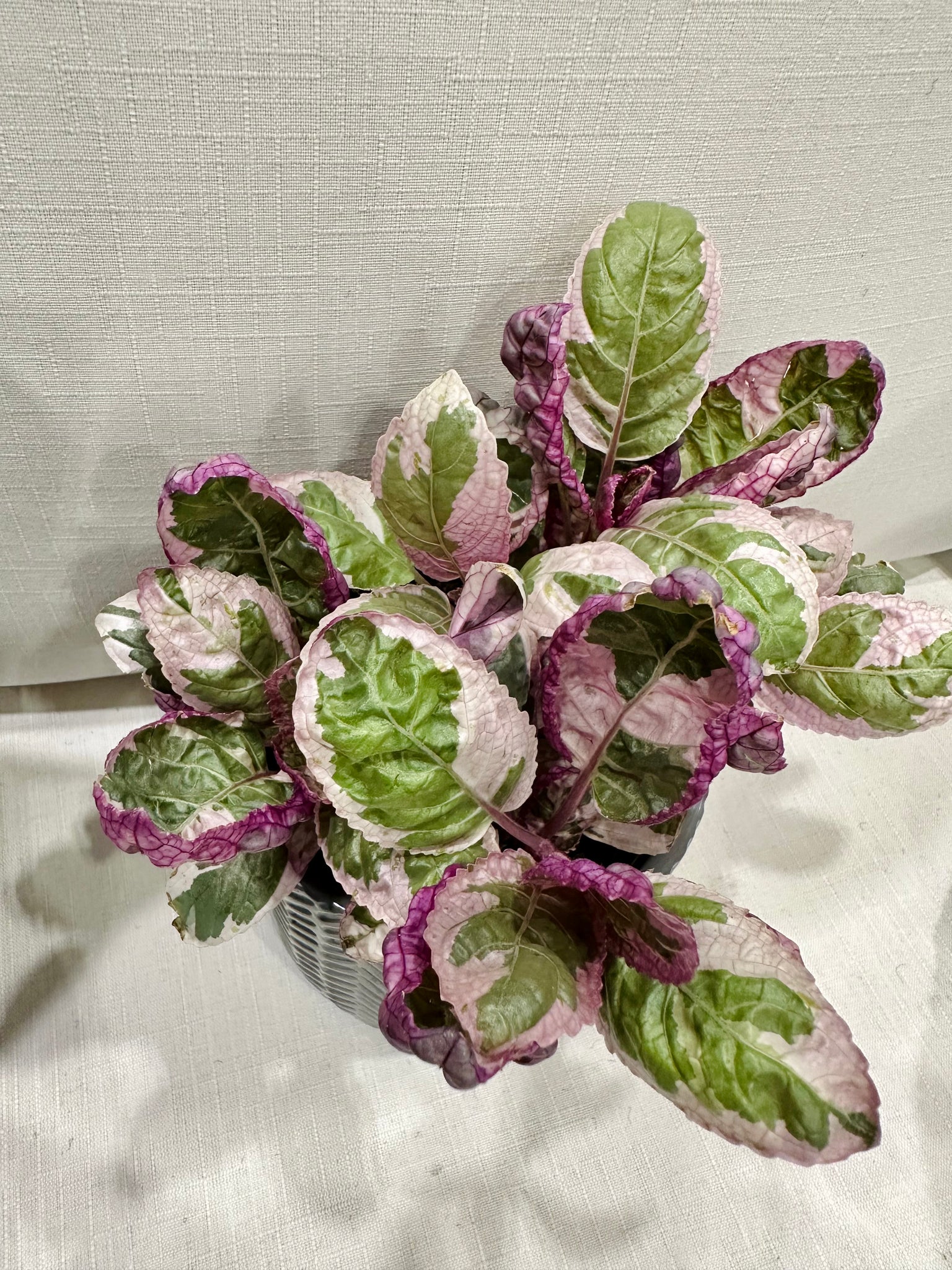 purple waffle house plant Variegated Waffle Plant (Hemigraphis alternata – Happy Sunrize
