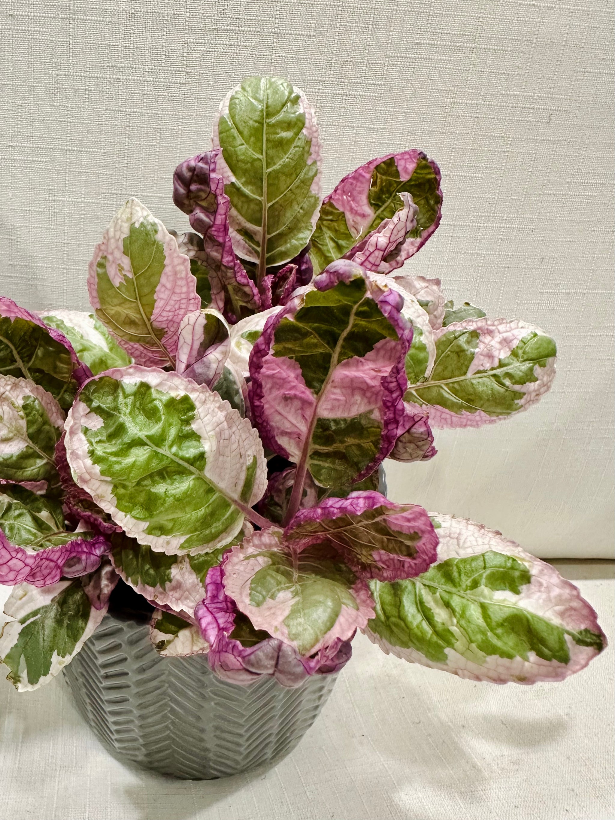 purple waffle house plant Variegated Waffle Plant (Hemigraphis alternata – Happy Sunrize