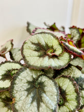 Load image into Gallery viewer, Escargots Rex Begonias
