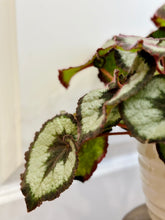 Load image into Gallery viewer, Escargots Rex Begonias
