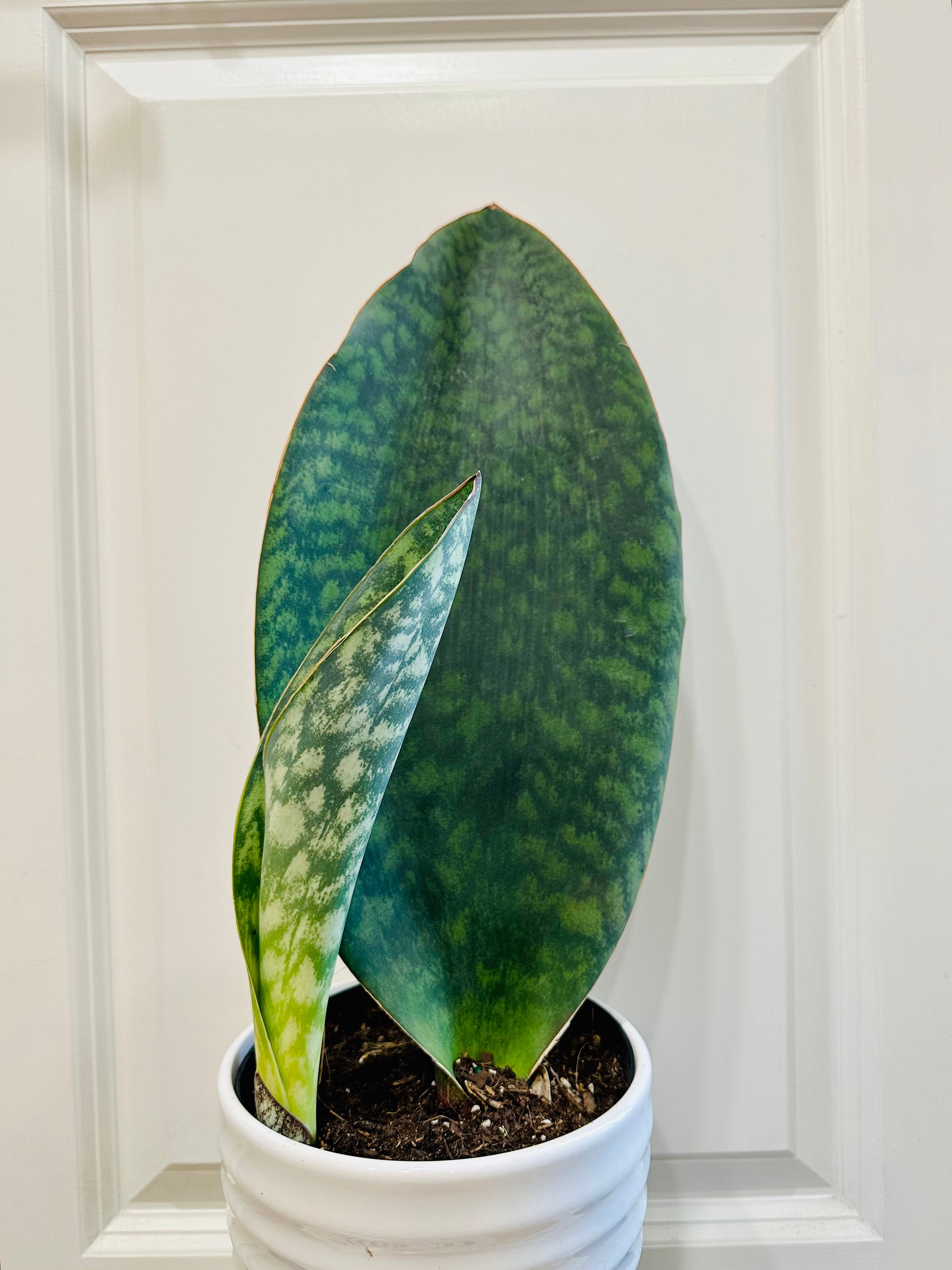 sansevieria masoniana-whale fin snake plant-paddle plant Whale Fin Plant (Sansevieria Masoniana) – Happy Sunrize