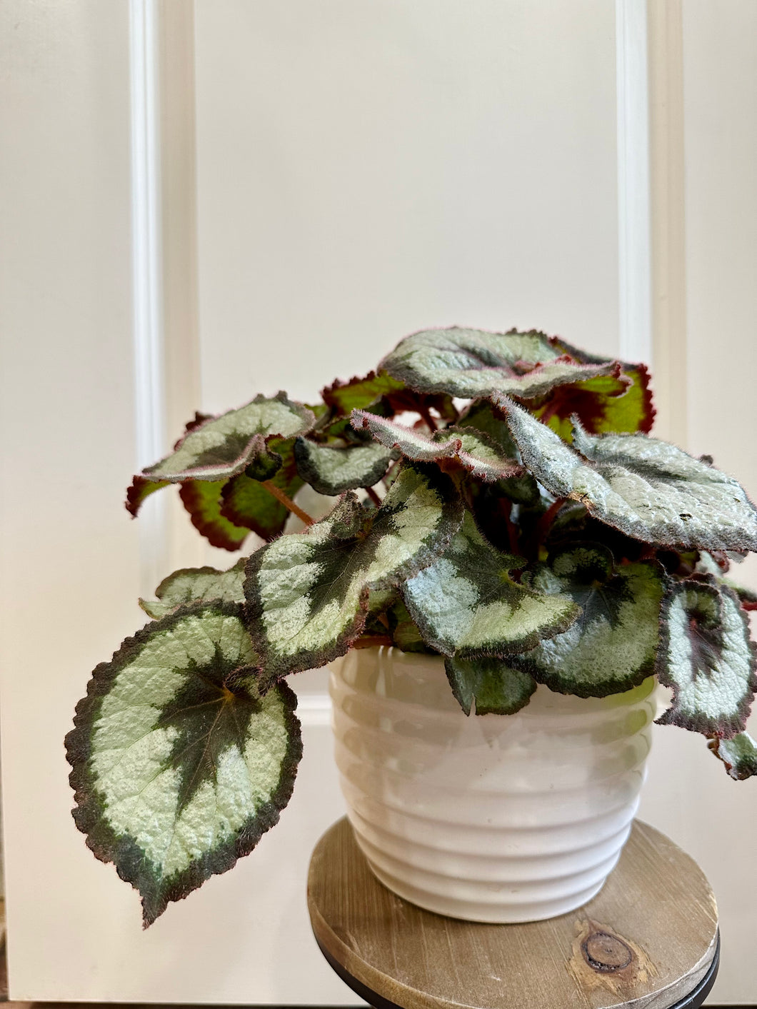 Escargots Rex Begonias