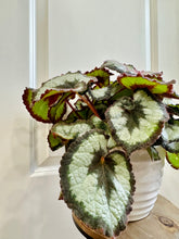 Load image into Gallery viewer, Escargots Rex Begonias
