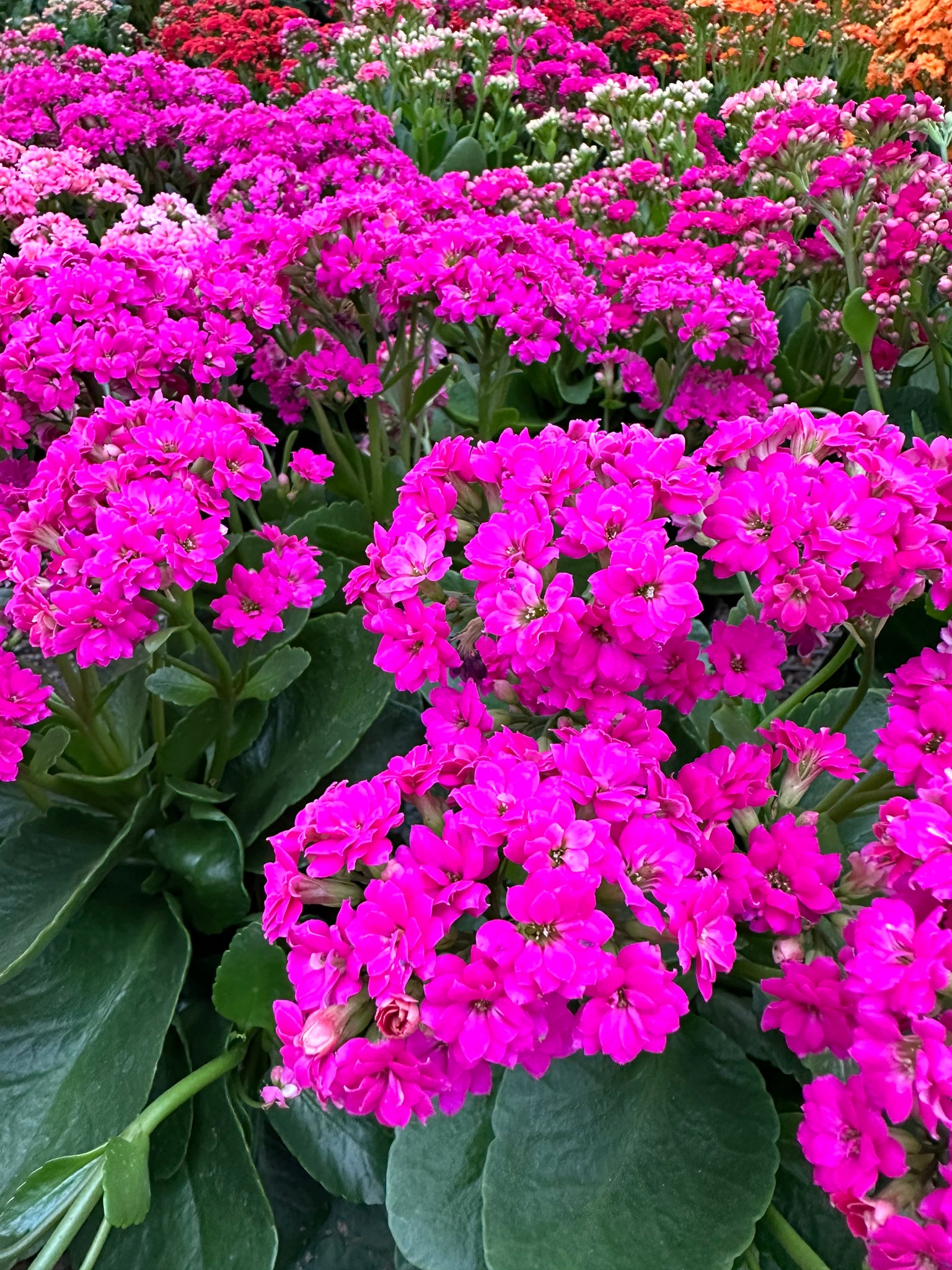 flaming katy succulent Flaming Katy (Kalanchoe blossfeldiana) – Happy Sunrize