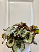 Load image into Gallery viewer, Escargots Rex Begonias
