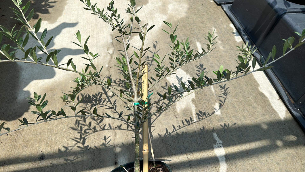 Olive (Arbequina)