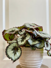 Load image into Gallery viewer, Escargots Rex Begonias
