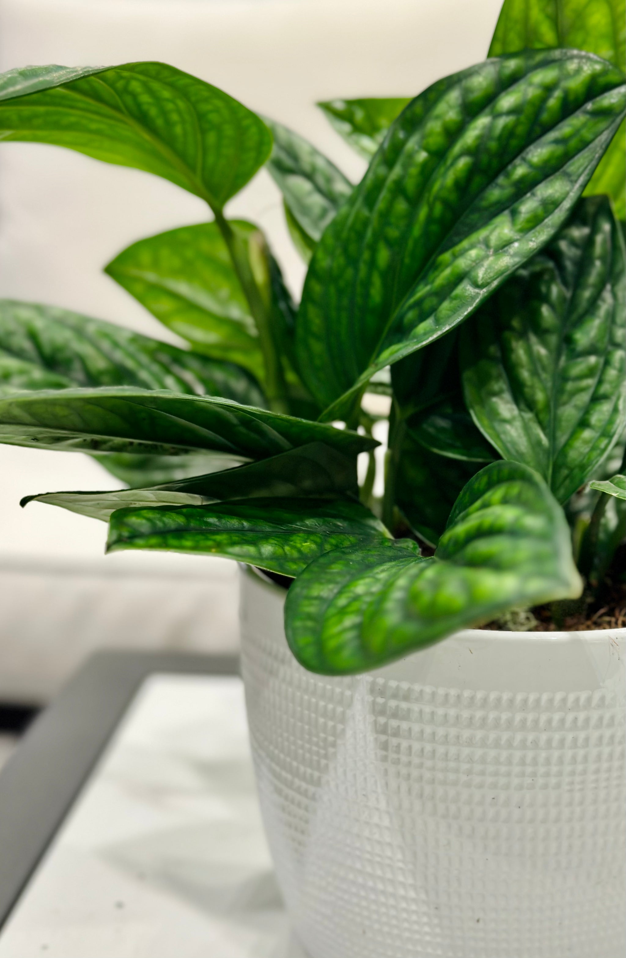 Monstera Peru (Monstera Karstenianum) – Happy Sunrize