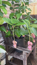 Load and play video in Gallery viewer, Medinilla Magnifica
