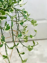 Load image into Gallery viewer, N’Joy Pothos (Epipremnum Aureum N’Joy)
