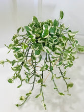 Load image into Gallery viewer, N’Joy Pothos (Epipremnum Aureum N’Joy)
