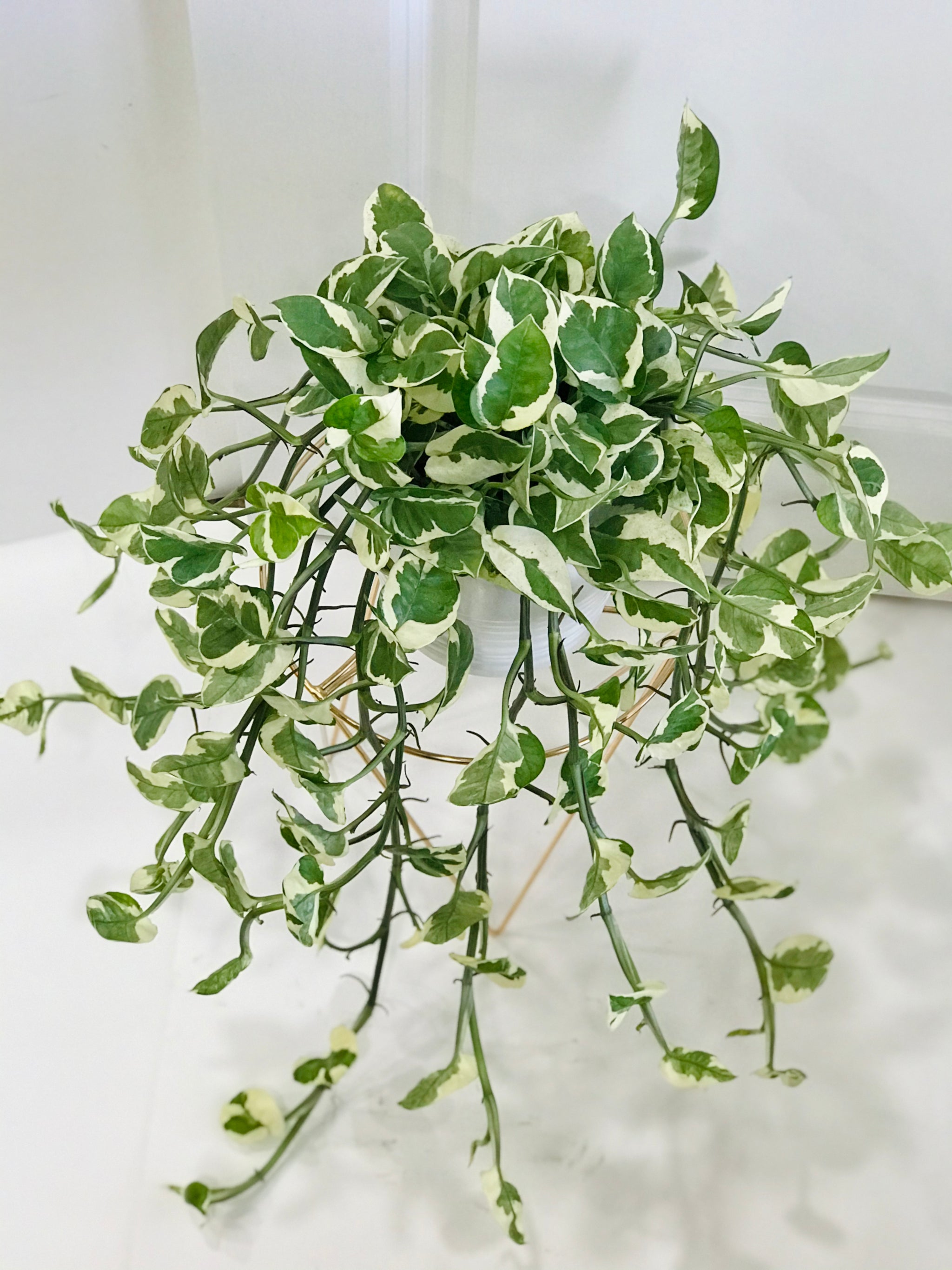 N'Joy Pothos (Epipremnum Aureum N'Joy)  Happy Sunrize