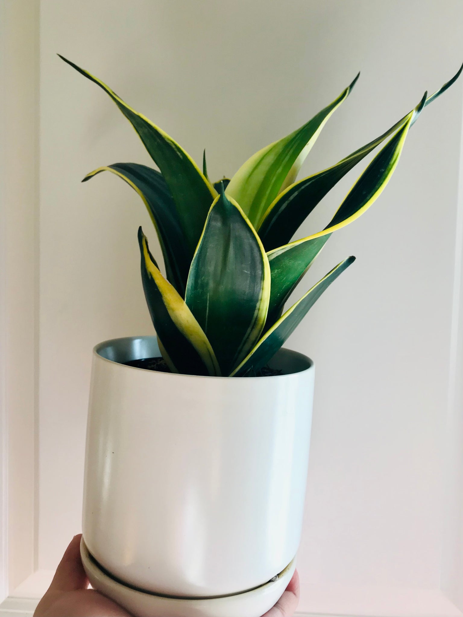sansevieria happy Snake Plants (Sansevieria)
