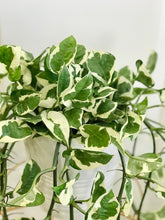 Load image into Gallery viewer, N’Joy Pothos (Epipremnum Aureum N’Joy)
