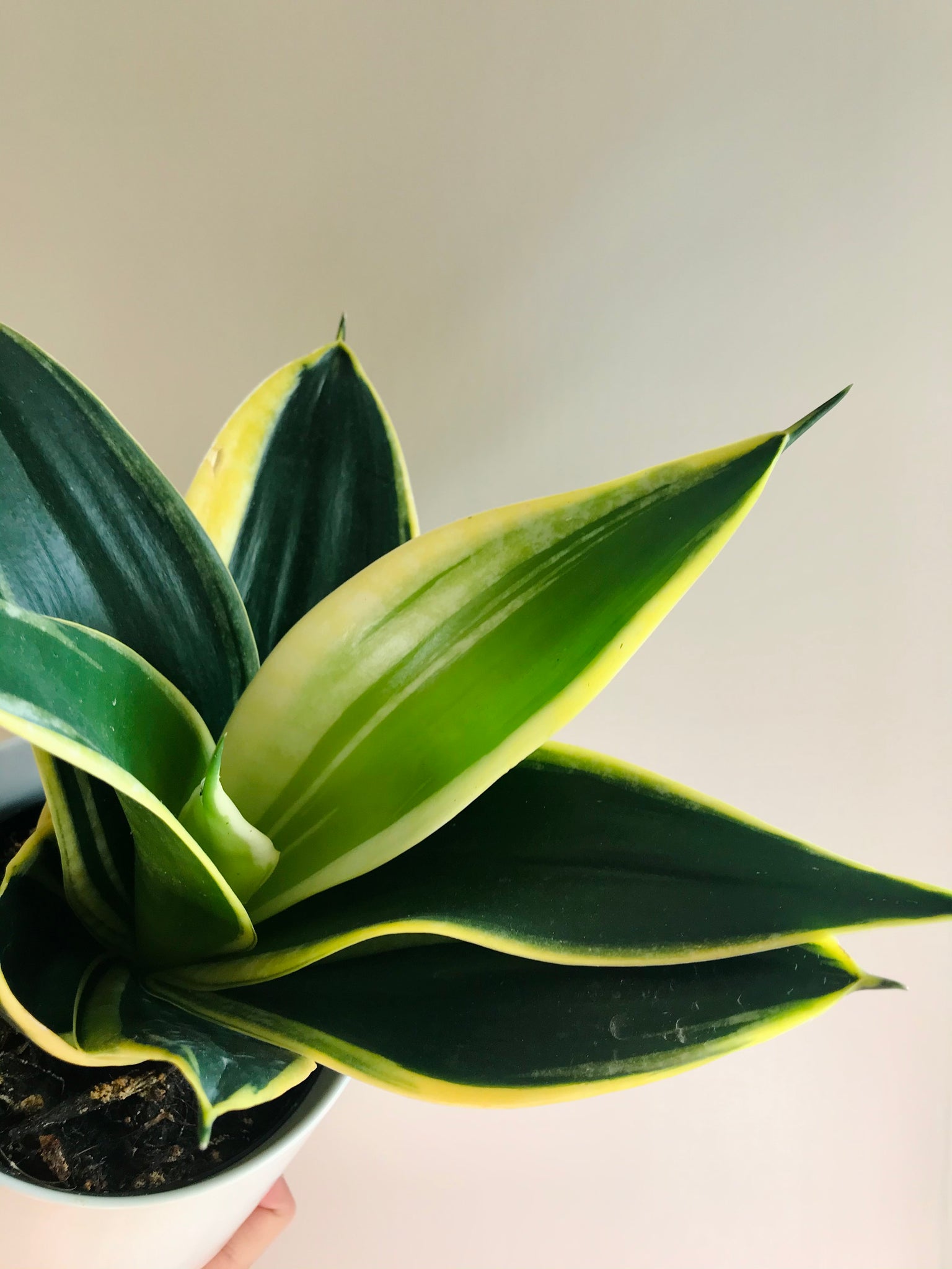 happy snake plant Snake Plants (Sansevieria)