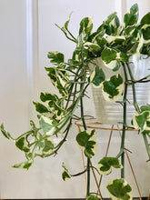 Load image into Gallery viewer, N’Joy Pothos (Epipremnum Aureum N’Joy)
