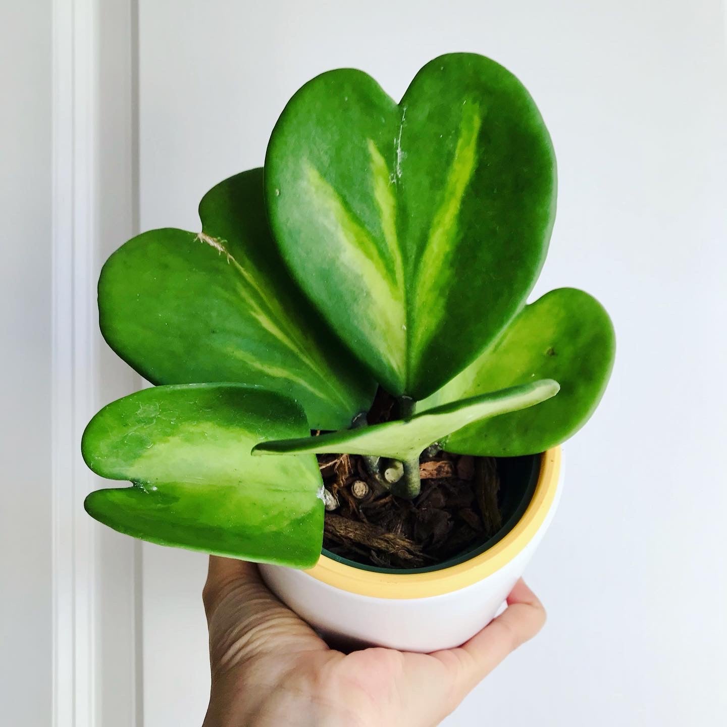 Hoya Kerrii Reverse Variegated