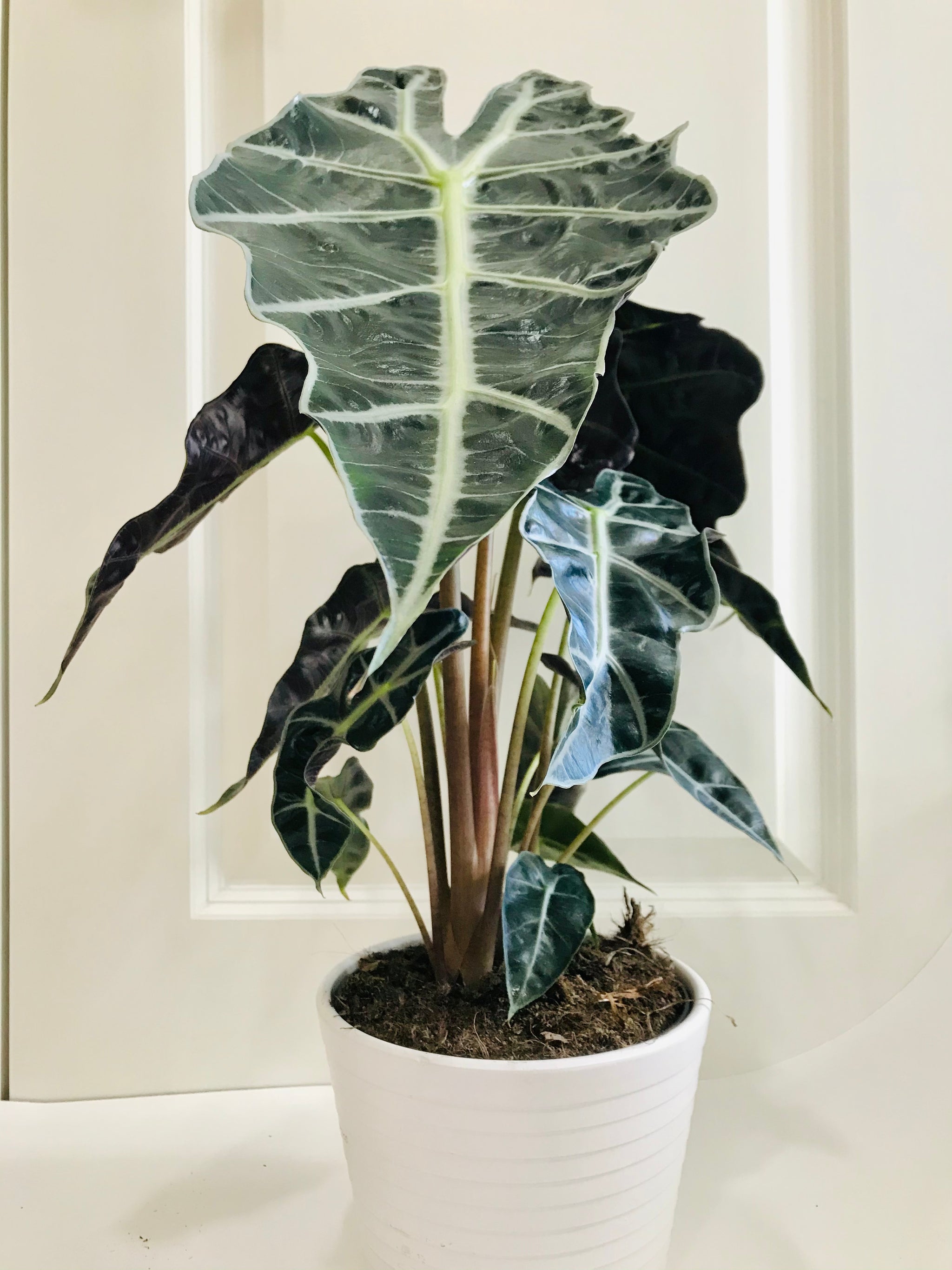 Amazon Taro (Alocasia Polly) – Happy Sunrize