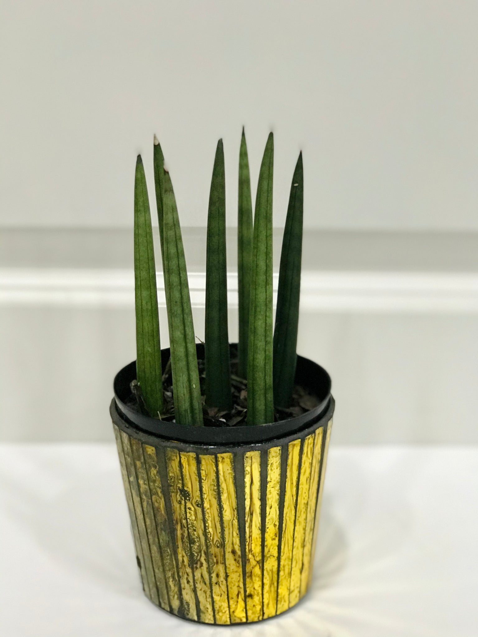 sansevieria african spears African Spears (Sansevieria cylindrica) – Happy Sunrize