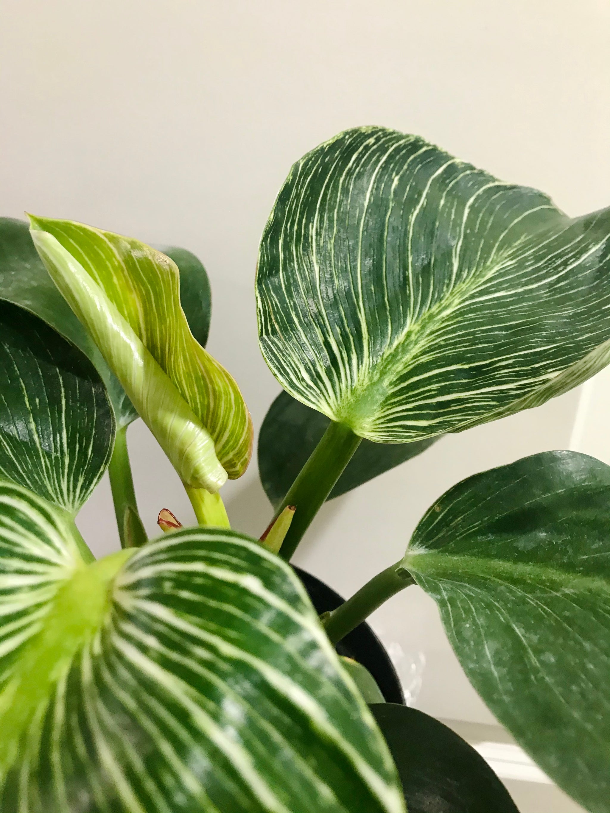 Philodendron Birkin  Happy Sunrize