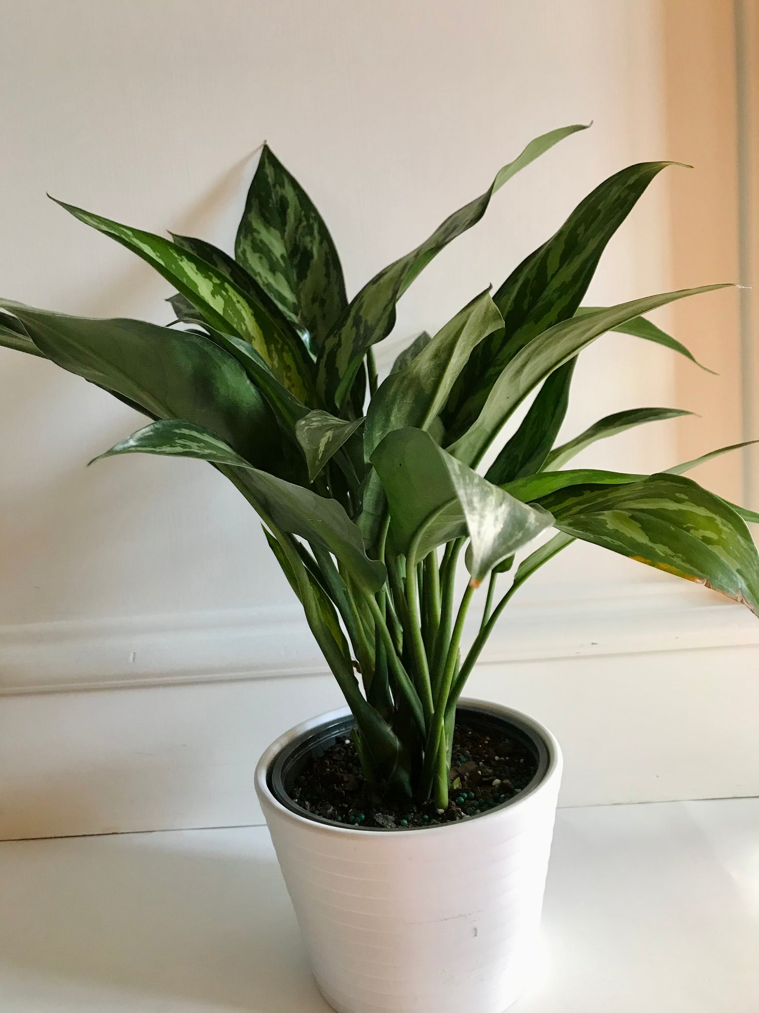 aglaonema emerald beauty maria Emerald Beauty Chinese Evergreen (Aglaonema) – Happy Sunrize