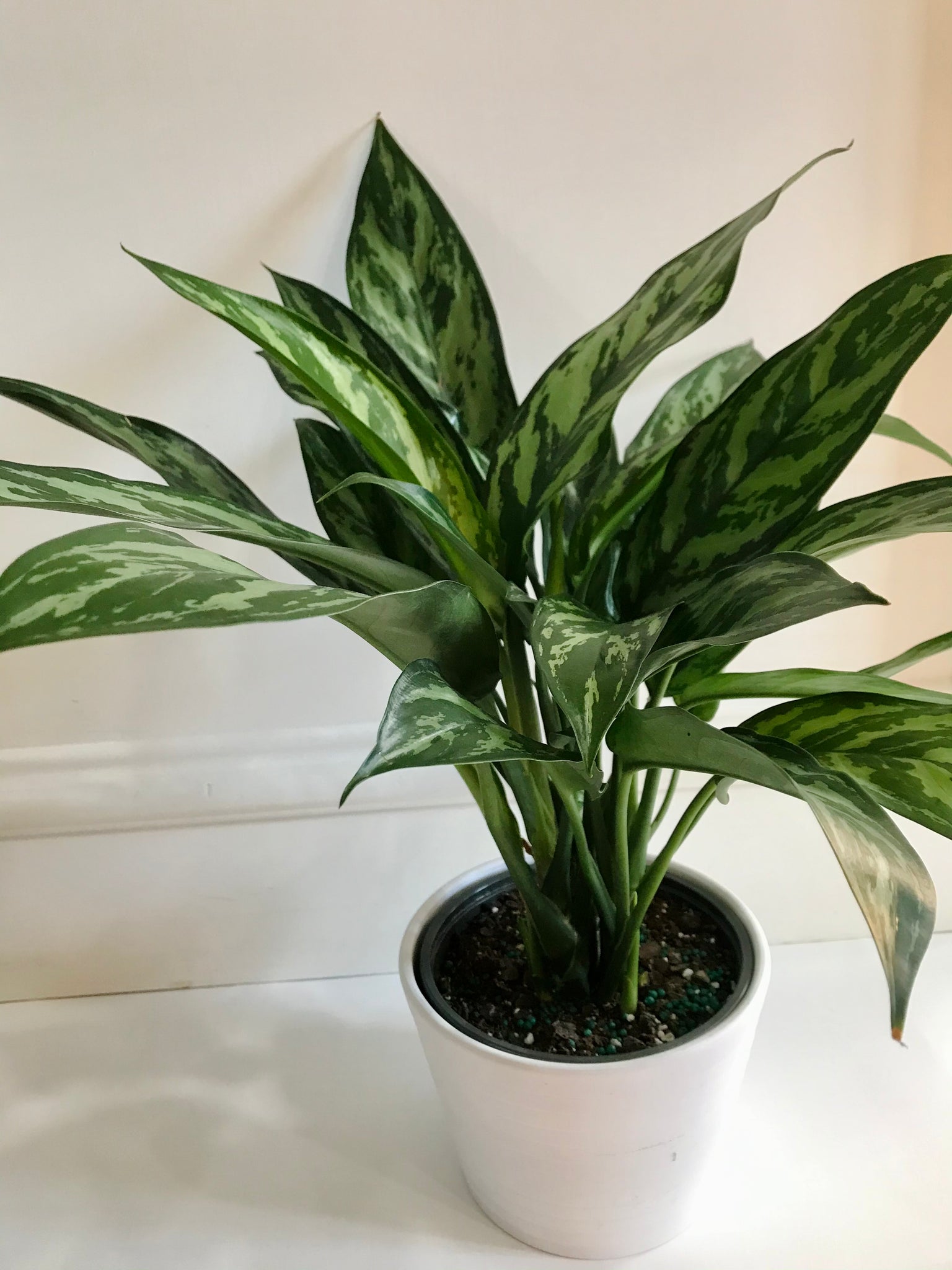 aglaonema maria vs tigress Emerald Beauty Chinese Evergreen (Aglaonema) – Happy Sunrize