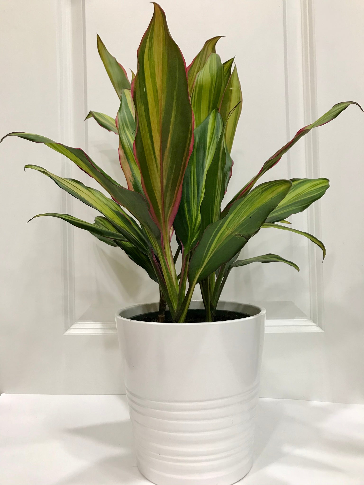 kiwi plant indoors Kiwi Hawaiian Ti Plant (Cordyline fruticosa) – Happy Sunrize