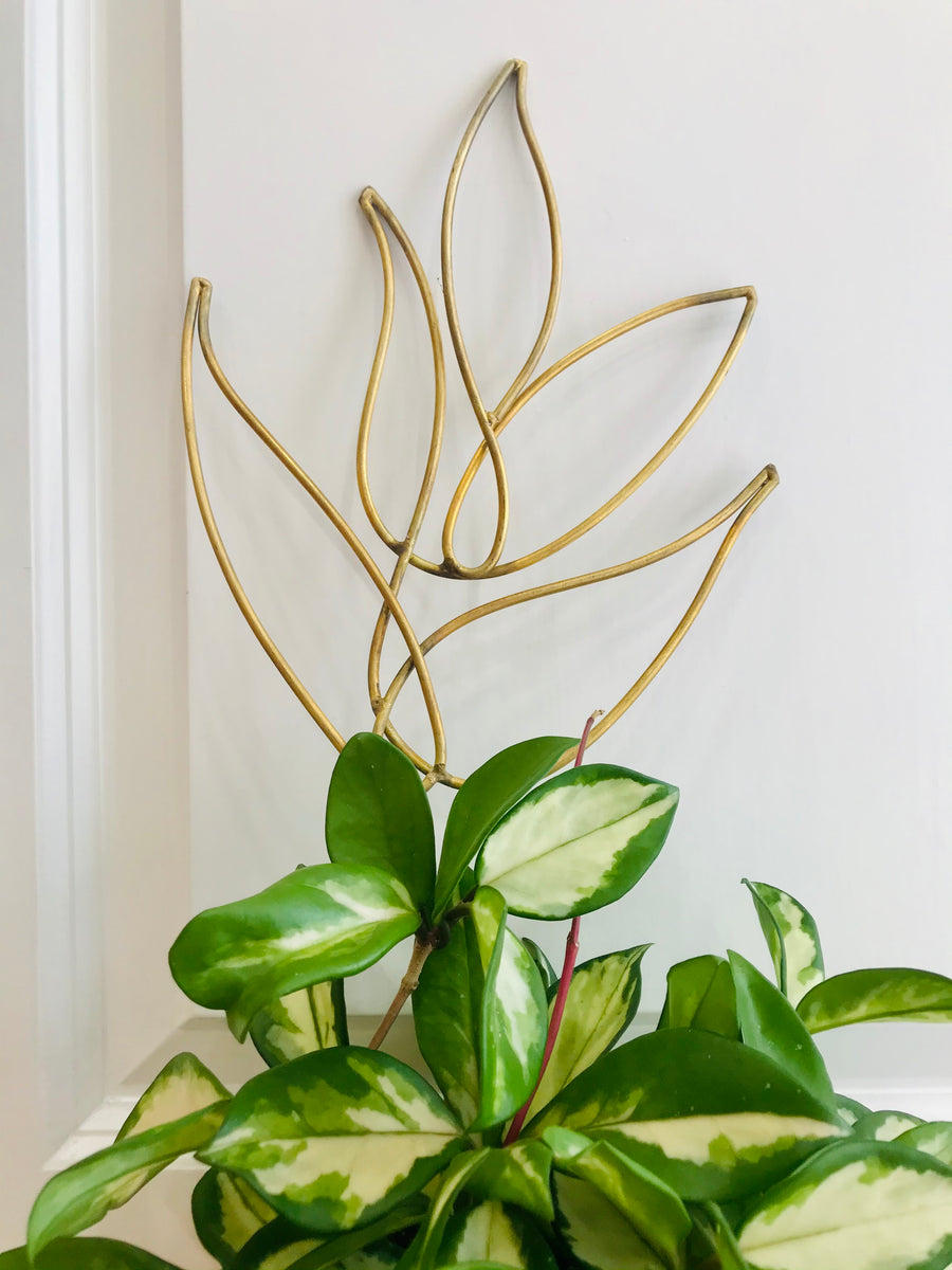 Golden Trellises – Happy Sunrize