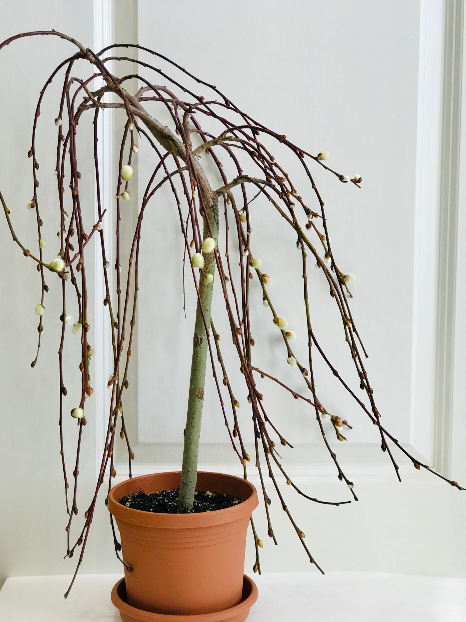 indoor willow tree plant The Tree of Enchantment – Happy Sunrize