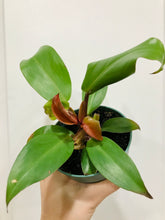 Load image into Gallery viewer, Philodendron Prince of Orange
