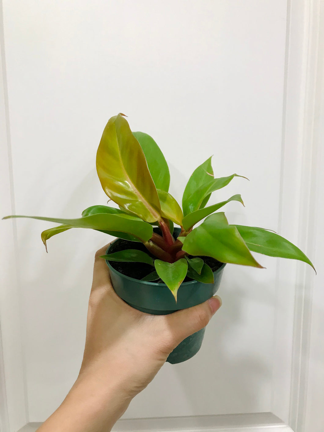 Philodendron Prince of Orange