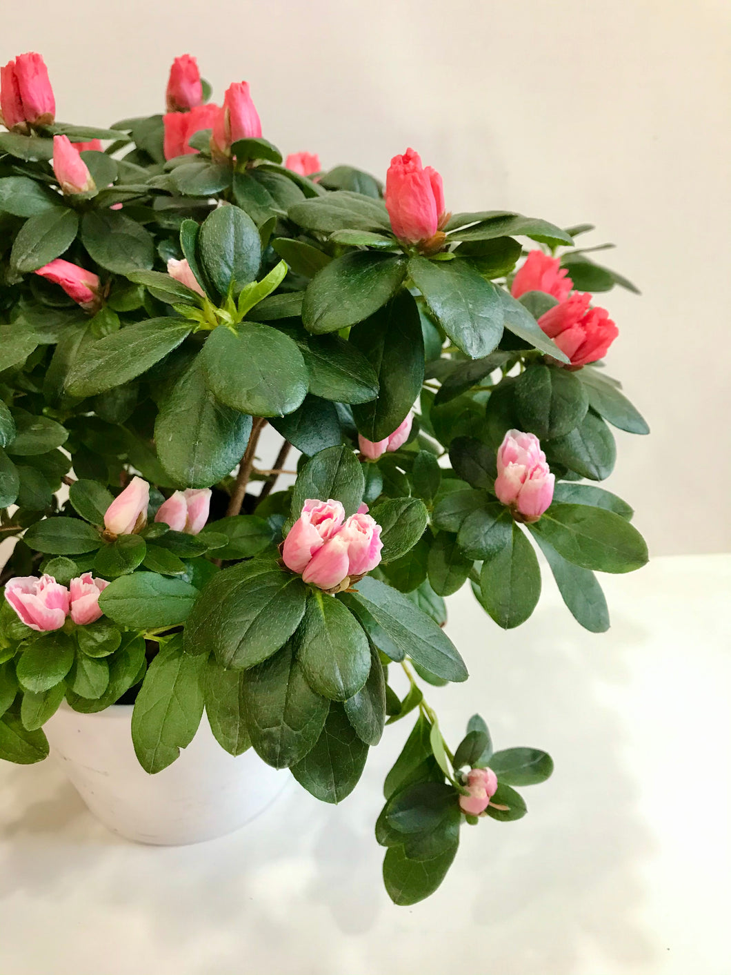 Florist Azaleas (Rhododendron simsii )