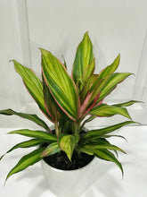 Load image into Gallery viewer, Kiwi Hawaiian Ti Plant (Cordyline fruticosa)
