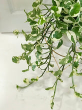 Load image into Gallery viewer, N’Joy Pothos (Epipremnum Aureum N’Joy)

