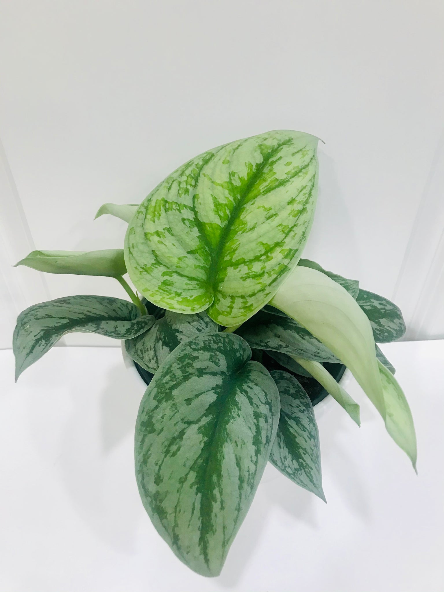 Satin Pothos (Scindapsus Pictus Exotica) – Happy Sunrize